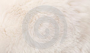 Fur texture