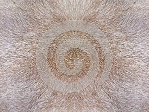 Fur texture photo