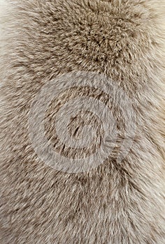 Fur texture