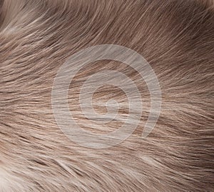 Fur texture