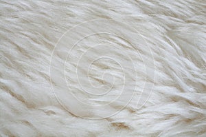 Fur texture