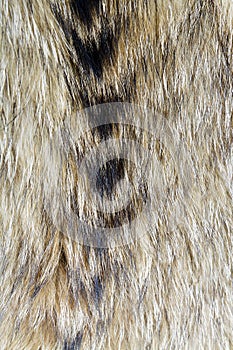 Fur texture. Raccoon dog fur.