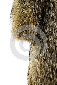 Fur texture. Raccoon dog fur.