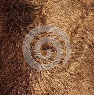 Fur texture of wild animal. Brown fur background. Close up. Fur of brown bear