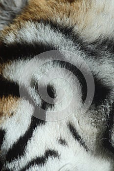 Fur of tiger