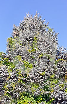 A fur-tree against the blue sky