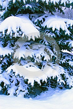 Fur-tree branch covered with snow. Christmas tree in snow in winter forest