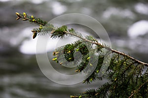 Fur tree Branch in Forest