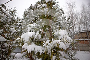 Fur tree covered with snow