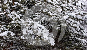 Fur tree covered with snow