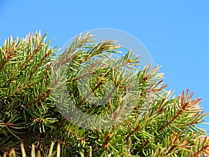 Fur-tree green branches on blue sky background