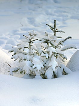 Fur-tree in snow