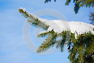 Fur-tree snow-covered branch