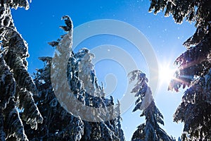 Fur trees crowns covered with snow in winter forest