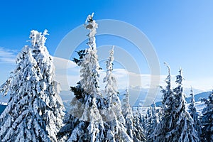 Fur trees crowns covered with snow in winter forest