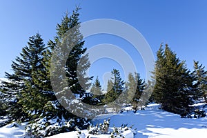 Fur trees crowns covered with snow in winter forest