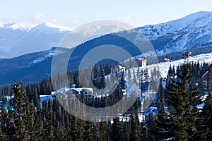 Fur trees crowns covered with snow in winter forest