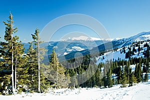 Fur trees crowns covered with snow in winter forest