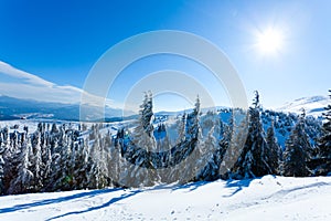Fur trees crowns covered with snow in winter forest