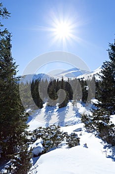 Fur trees crowns covered with snow in winter forest