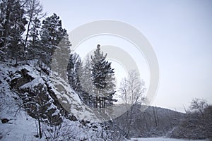 Fur-trees on a mountain slope