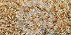 Fur of wild cat photo
