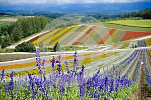 Furano Lavenders