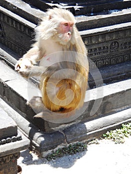 furbissima scimmia in tempio a Kathmandu, Nepal