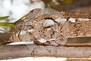 Furcifer close up