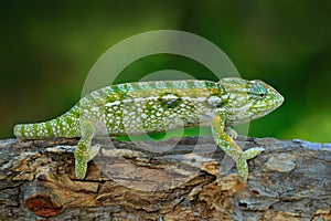 Furcifer lateralis, Carpet chameleon, sitting on the branch in forest habitat. Exotic beautifull endemic green reptile with long