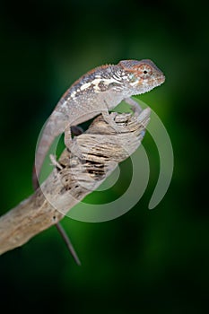Furcifer oustaleti chameleon sitting on the branch in forest habitat. Exotic beautiful endemic green reptile with long tail from