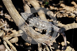 Furcifer oustaleti, menabe