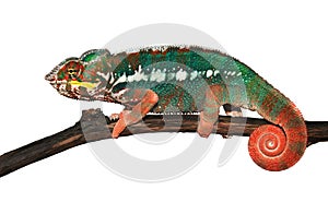 Furcifer pardalis (Panther Chameleon) photo