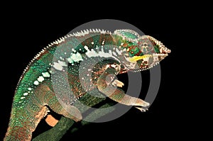 Furcifer pardalis (Panther Chameleon) photo