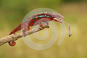 Furcifer pardalis (Panther chameleon)