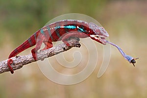Furcifer pardalis (Panther chameleon)