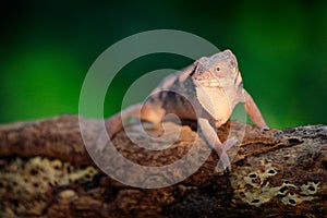 Furcifer pardalis, Panther chameleon sitting on the branch in forest habitat. Exotic beautiful endemic green reptile with long tai