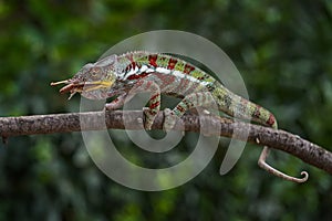 Furcifer pardalison the branch in forest habitat, with catch im muzzle. Exotic beautiful endemic green reptile with long tail from