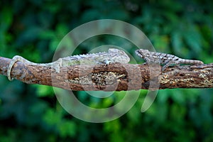 Furcifer verrucosus, Warty chameleon sitting on the branch in forest habitat. Exotic beautifull endemic green reptile with long