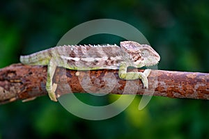 Furcifer verrucosus, Warty chameleon sitting on the branch in forest habitat. Exotic beautifull endemic green reptile with long ta