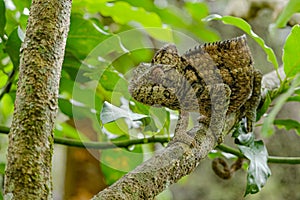 Furcifer verrucosus - warty chameleon, spiny chameleon or crocodile chameleon in the rainforest of Madagascar