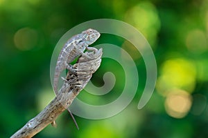 Furcifer verrucosus, warty spiny chameleon sitting on the branch in forest habitat. Exotic beautiful endemic green reptile with