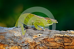Furcifer willsii, Canopy Wills chameleon, sitting on the branch in forest habitat. Exotic beautiful endemic green reptile with