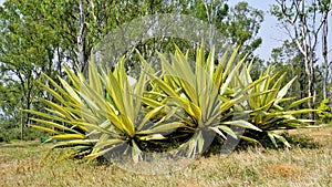 Furcraea foetida also known as Mauritius hemp, Giant cabuya, Green aloe, Maguey, Sisal