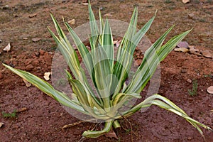 Furcraea foetida scientific name of the plant known as - False Agave