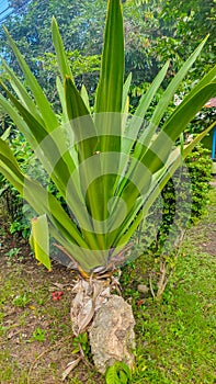 Furcraea foetida is widely planted in people's yards photo