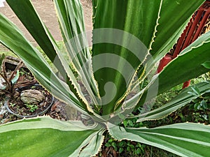 Furcraea gigantea striata or Furcraea foetifa, an ornamental pineapple plant whose leaves are yellowish green, long and tapered