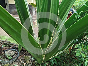 Furcraea gigantea striata, an ornamental pineapple plant whose leaves are yellowish green, long and tapered