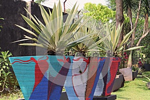 Furcraea gigantea striata plants on flower pot in the park