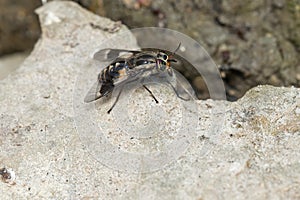 Furious Deer Fly - Chrysops aestuans